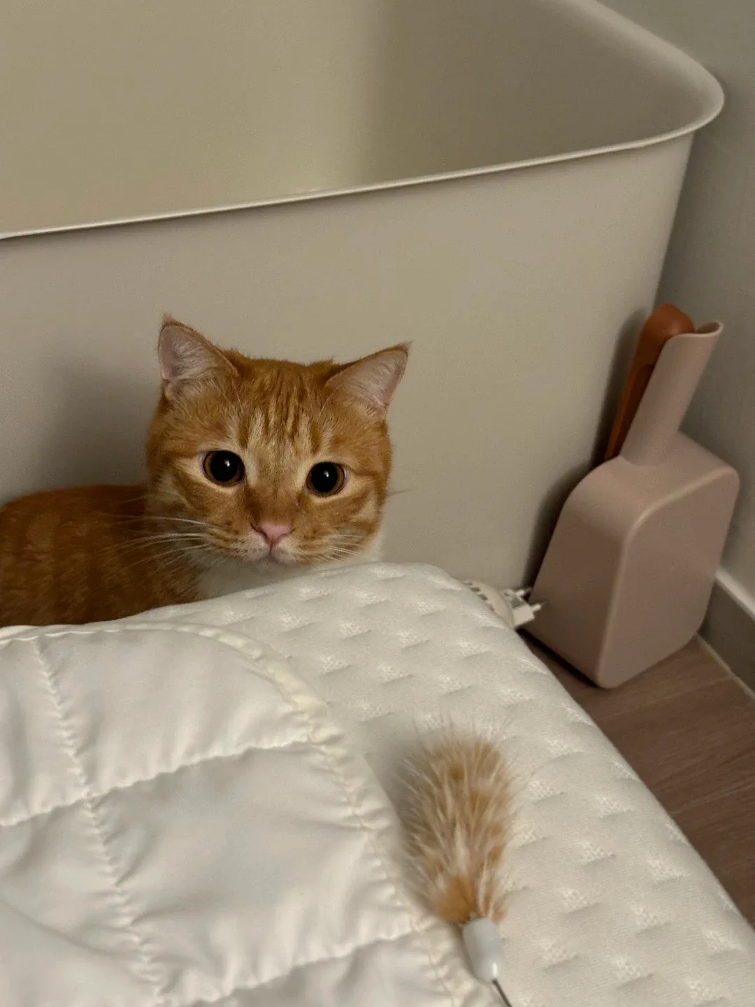 녹차