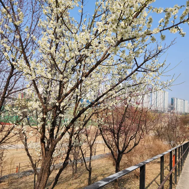 할리다