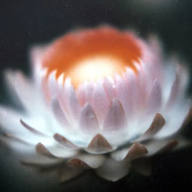 보시바라밀
