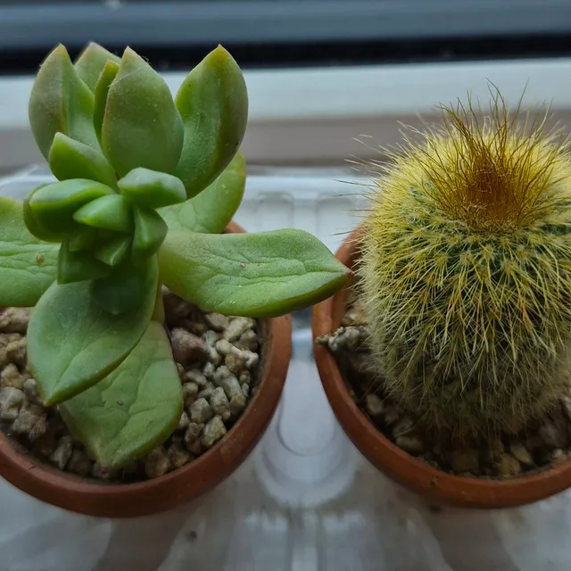 쪼꼬미