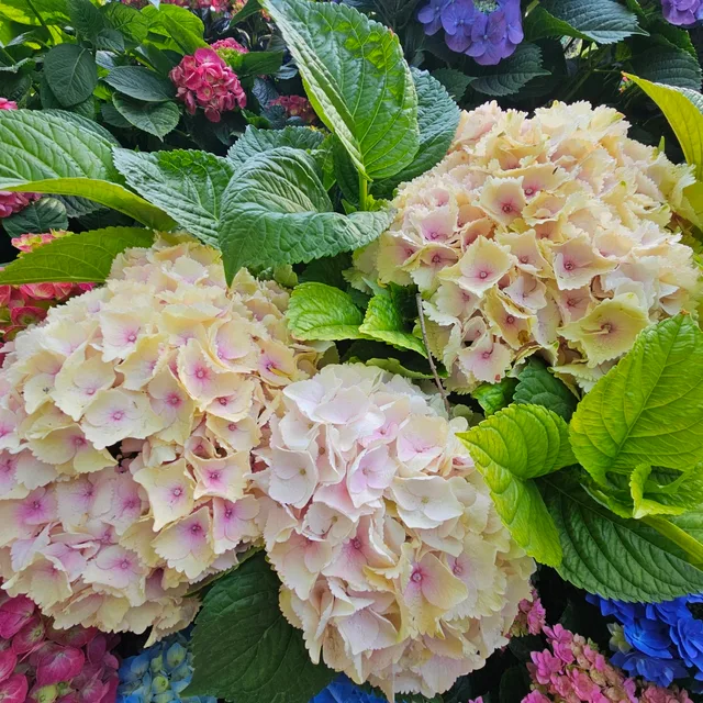 찰순