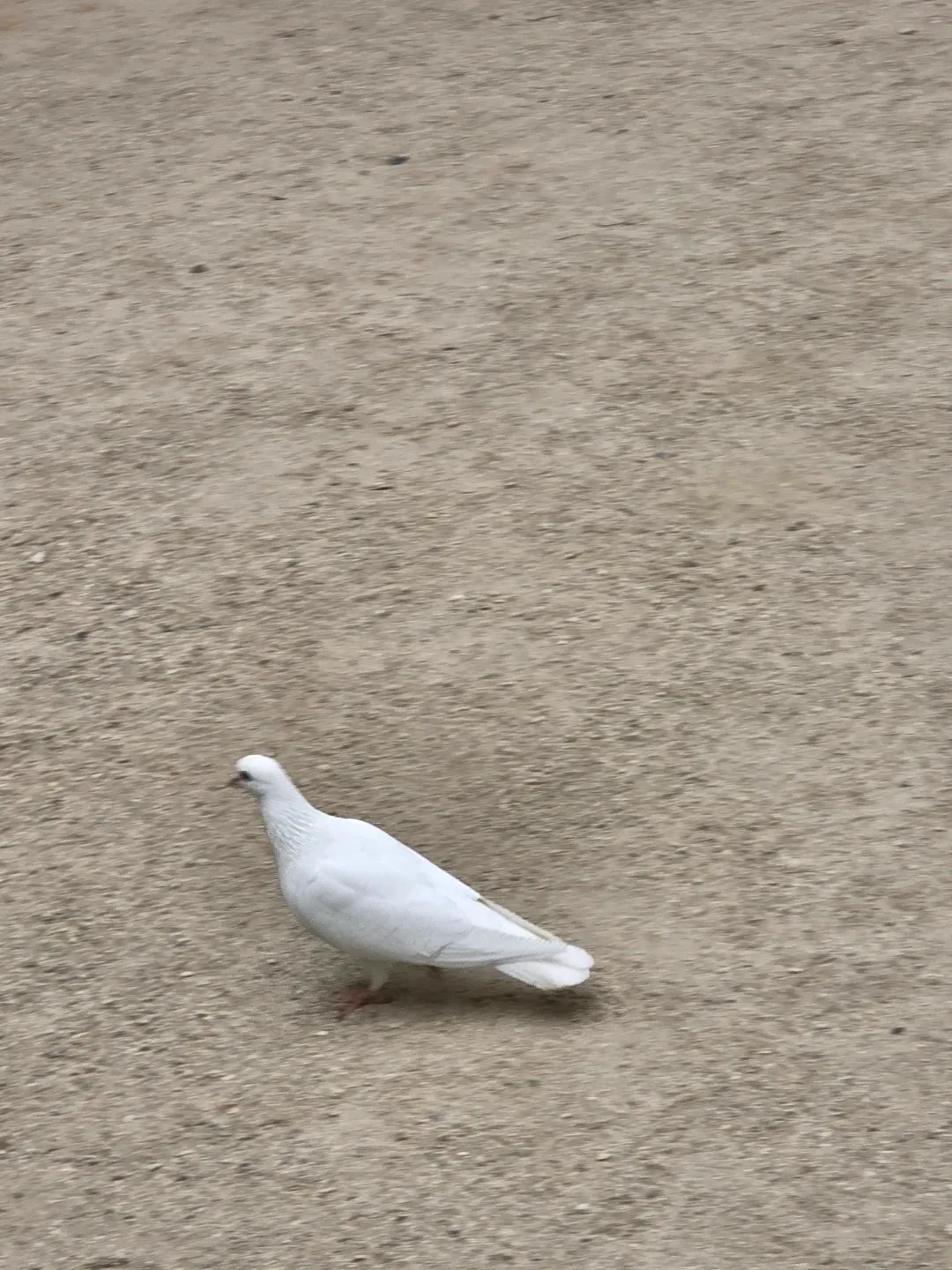 엇흐