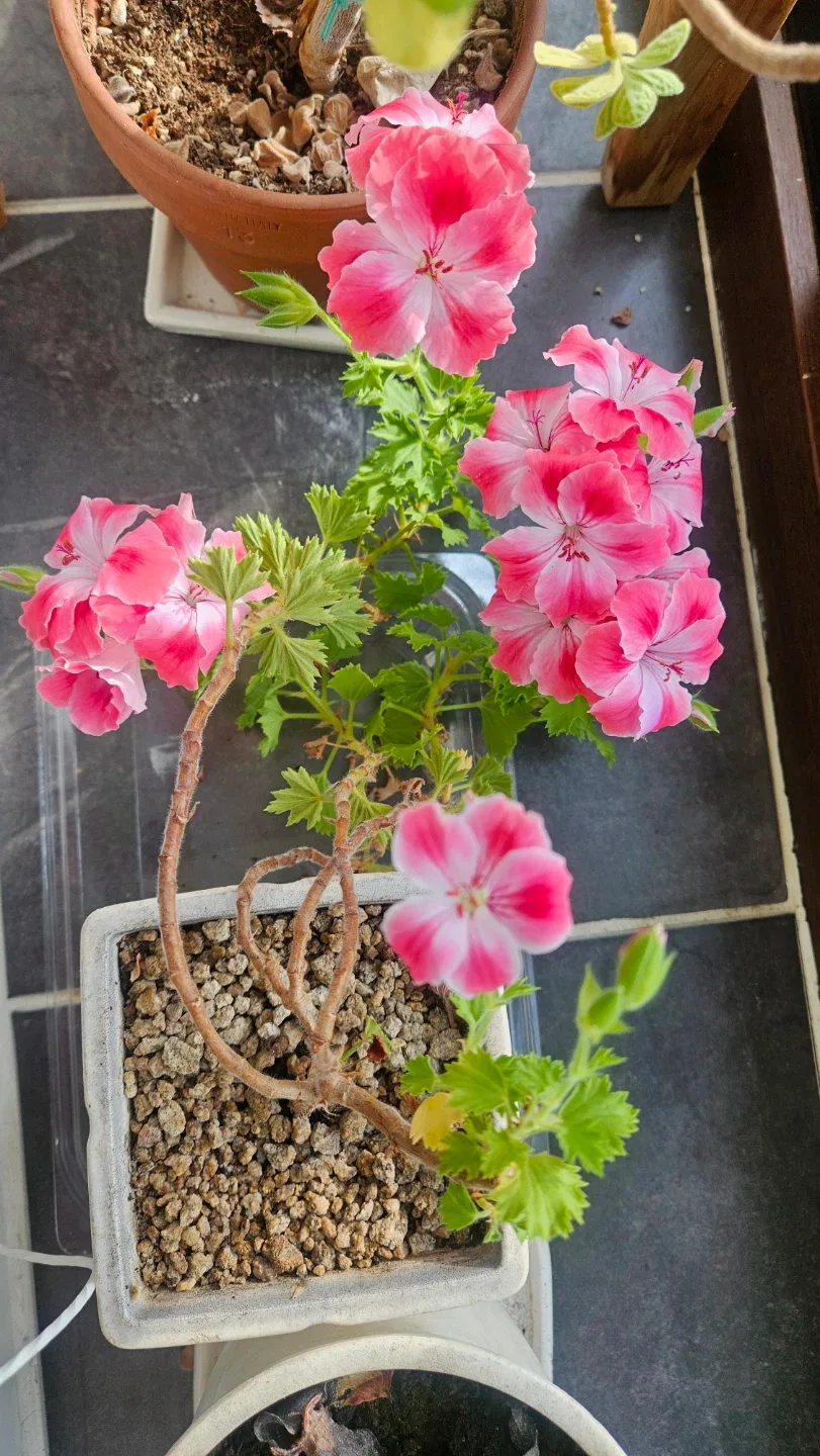 맑은햇살