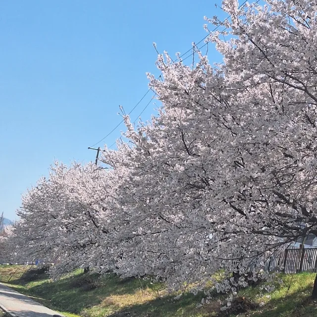 또치