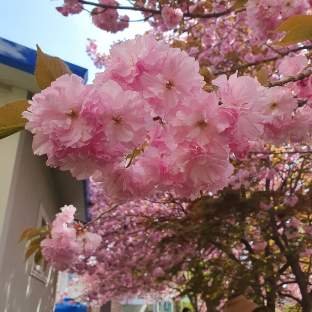 개굴