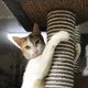 모니카
