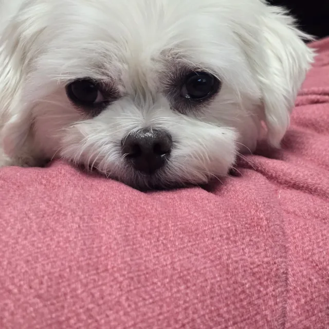백년해로