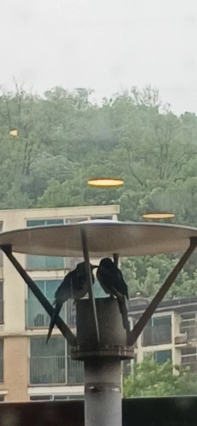 배고바