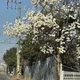 아기리몽