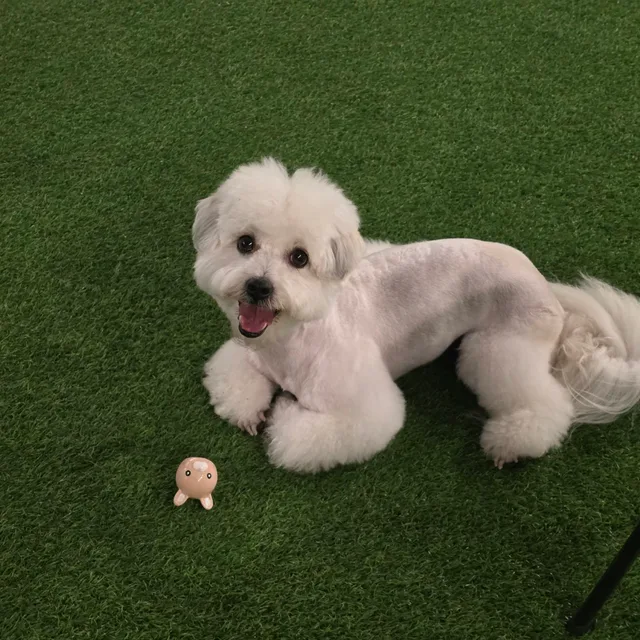 뚜식
