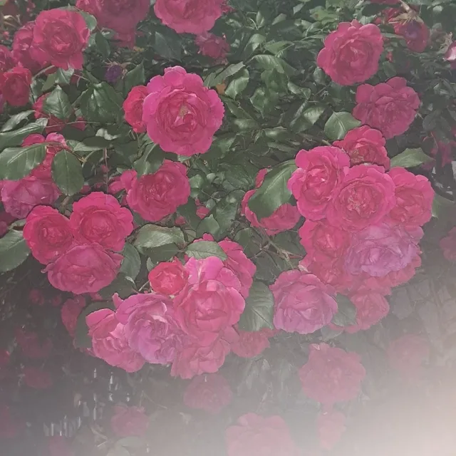 아슈링