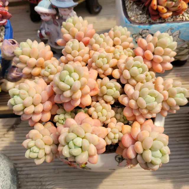 파랑새
