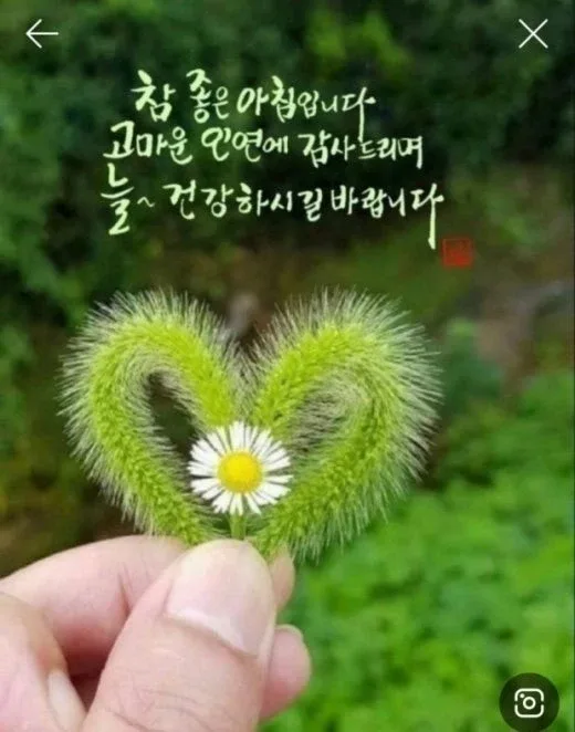 금빛여왕