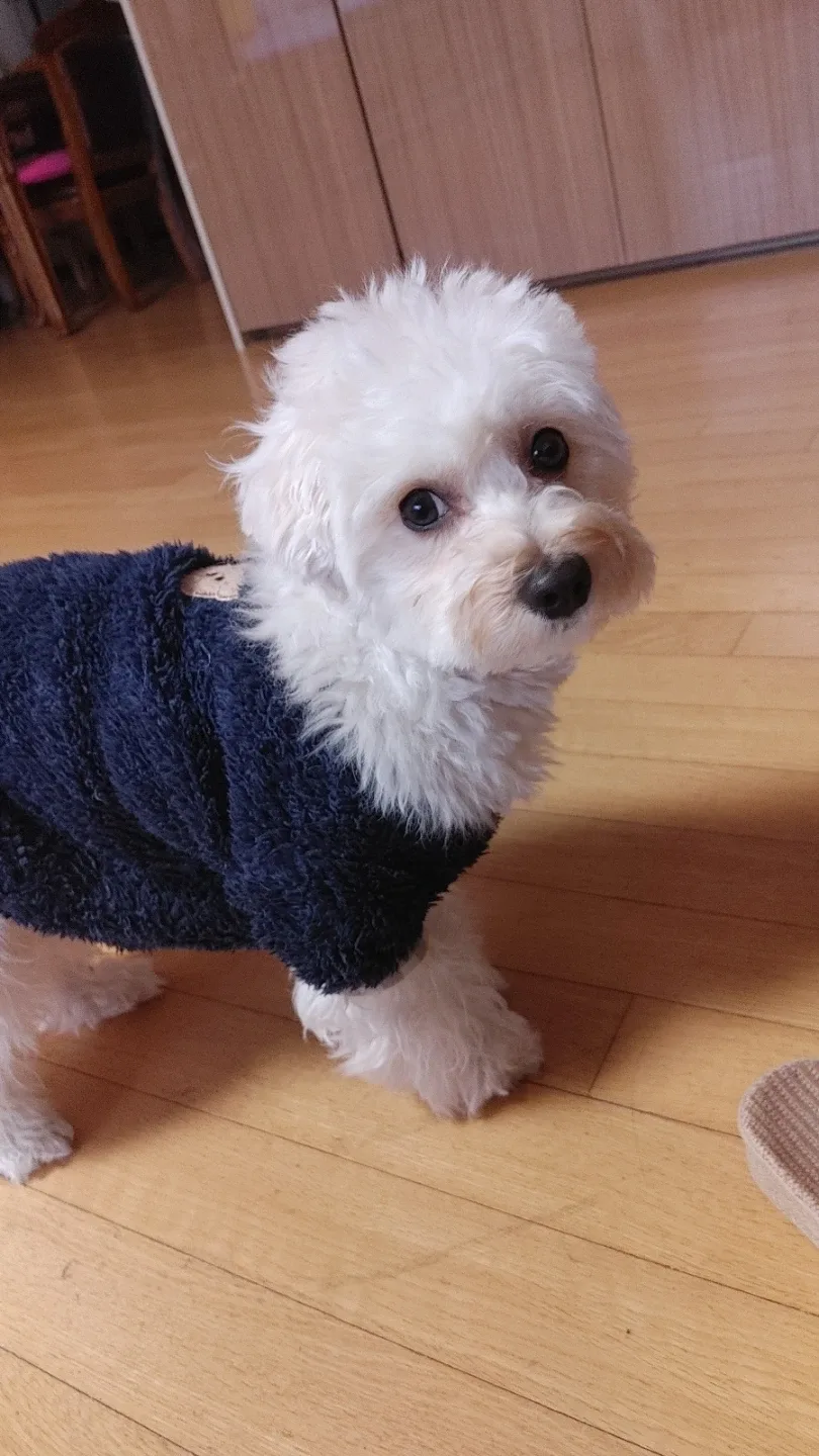 지니지니