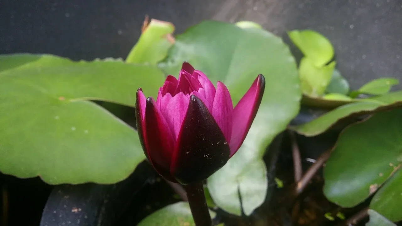 맘부산