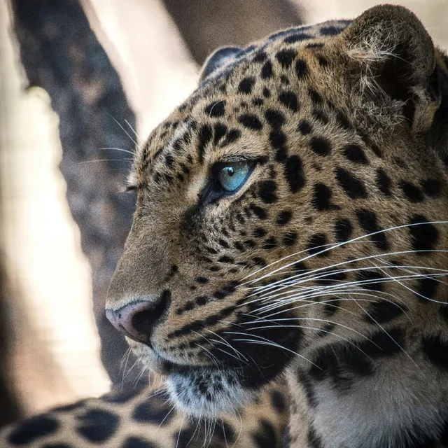 Amur