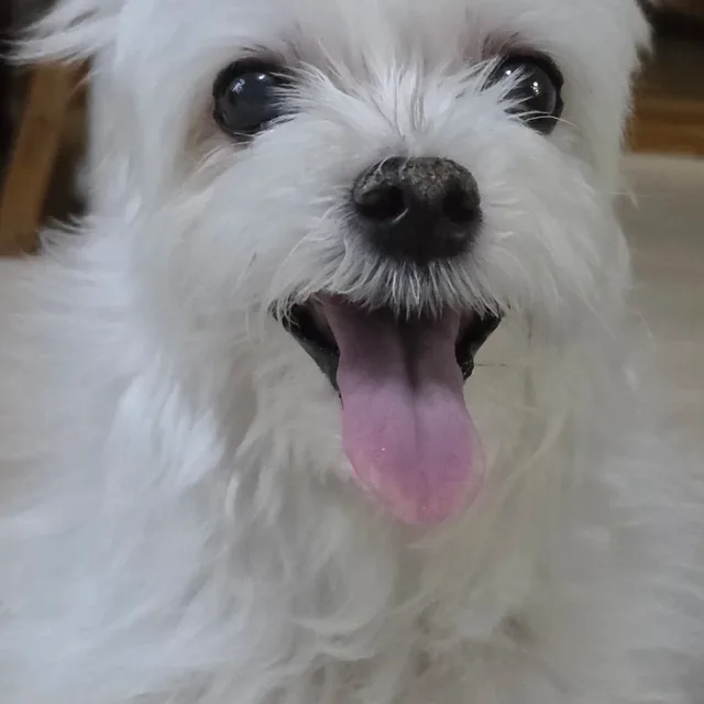 콘치즈