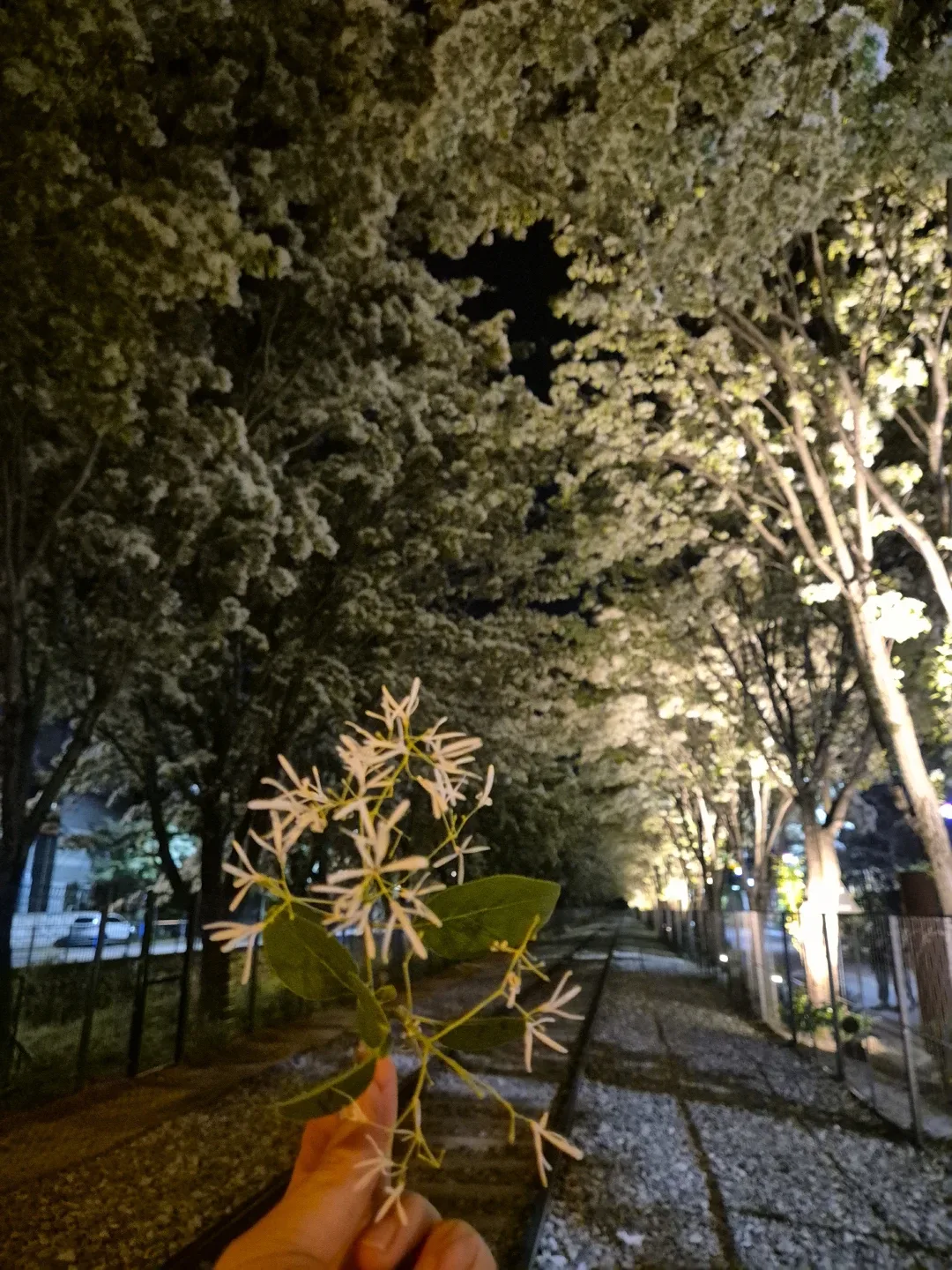 단포포