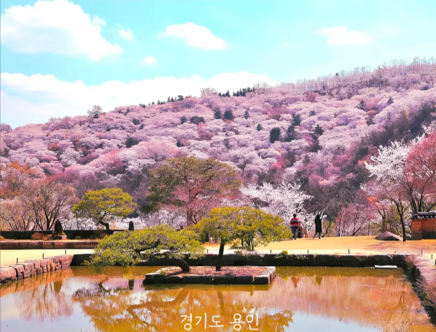 제니스