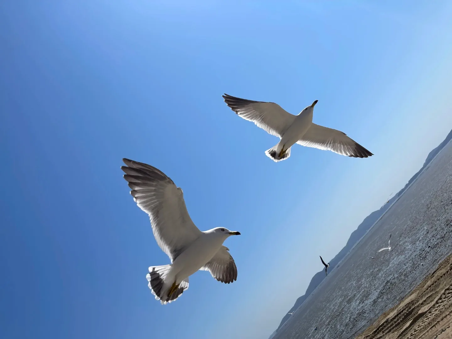 별땅마님
