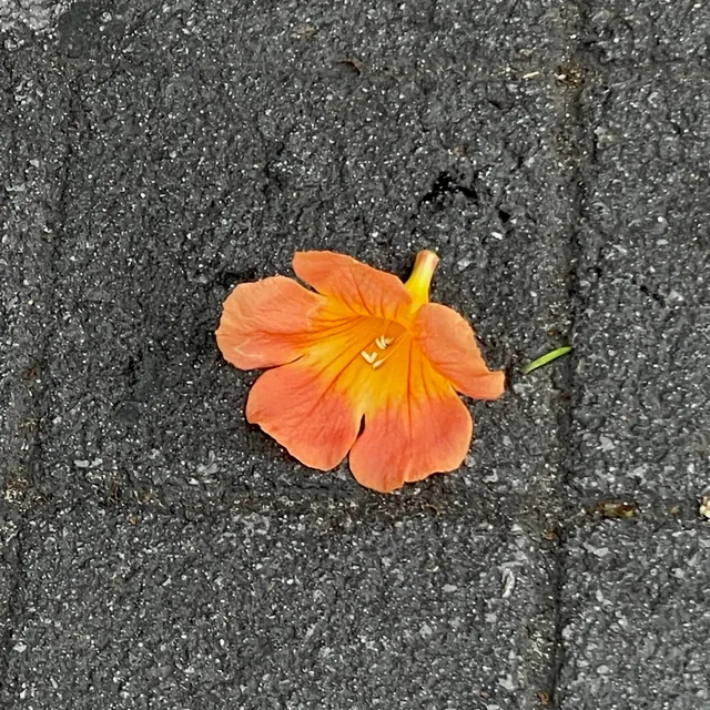 갈아만든배리미티드