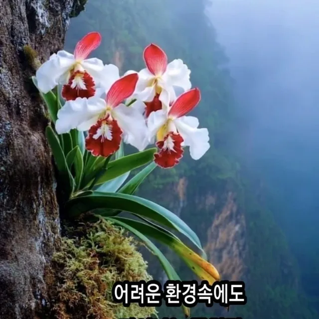 비들기