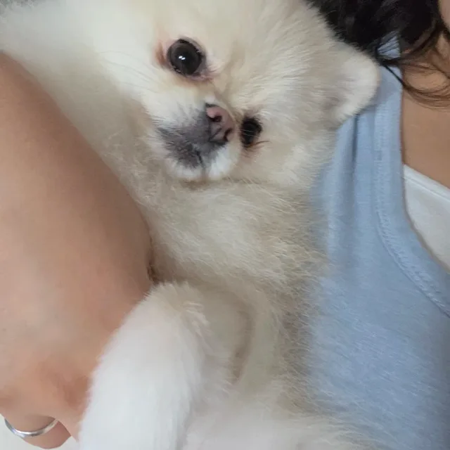 쥬쥬