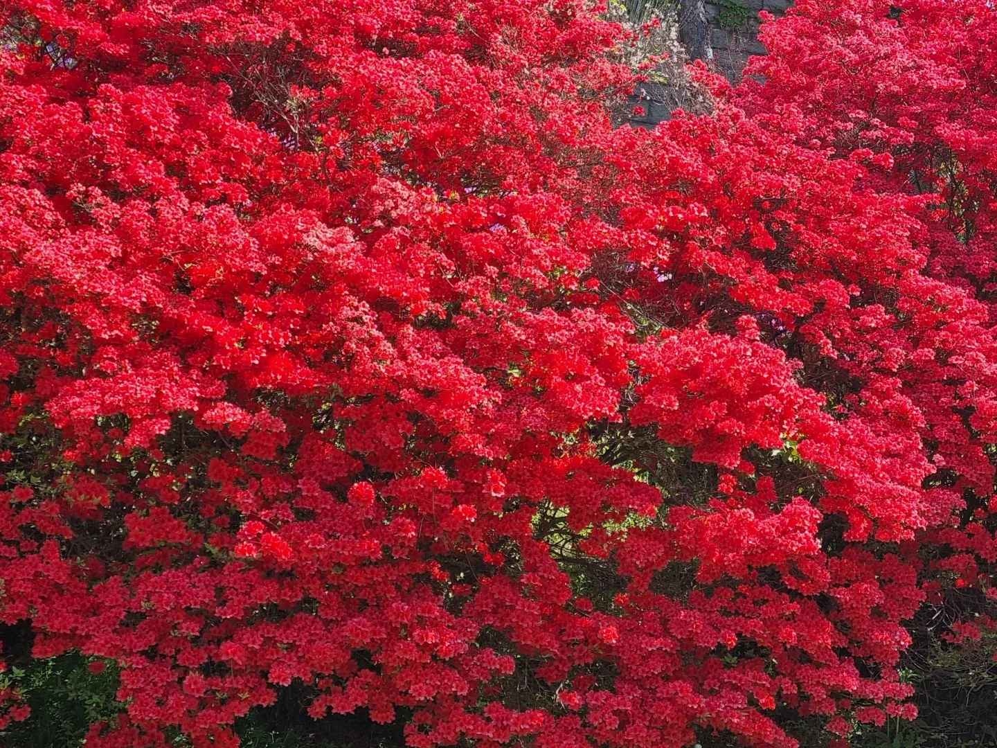 당근해바라기