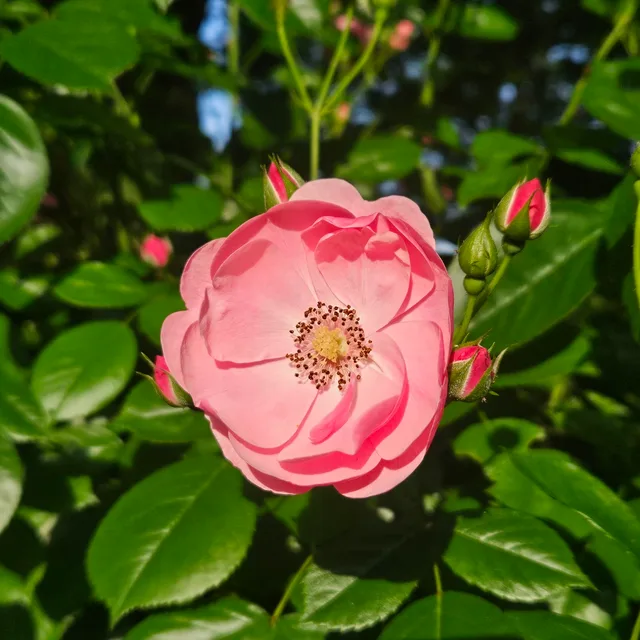 파도