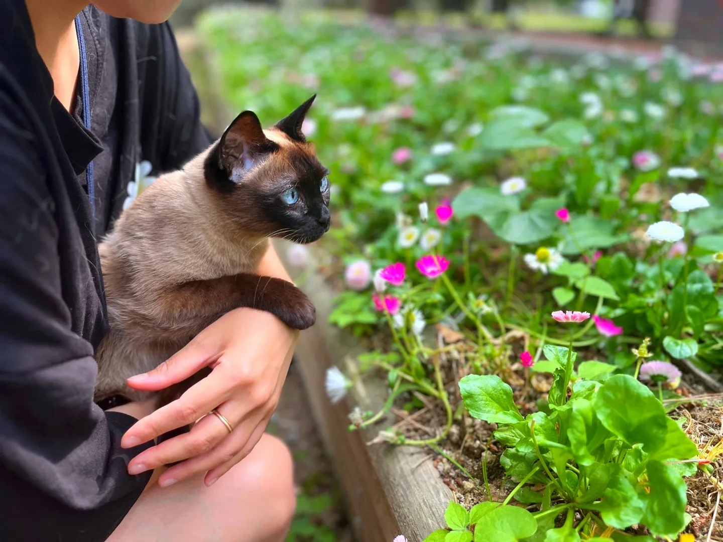 봄날의고냥이