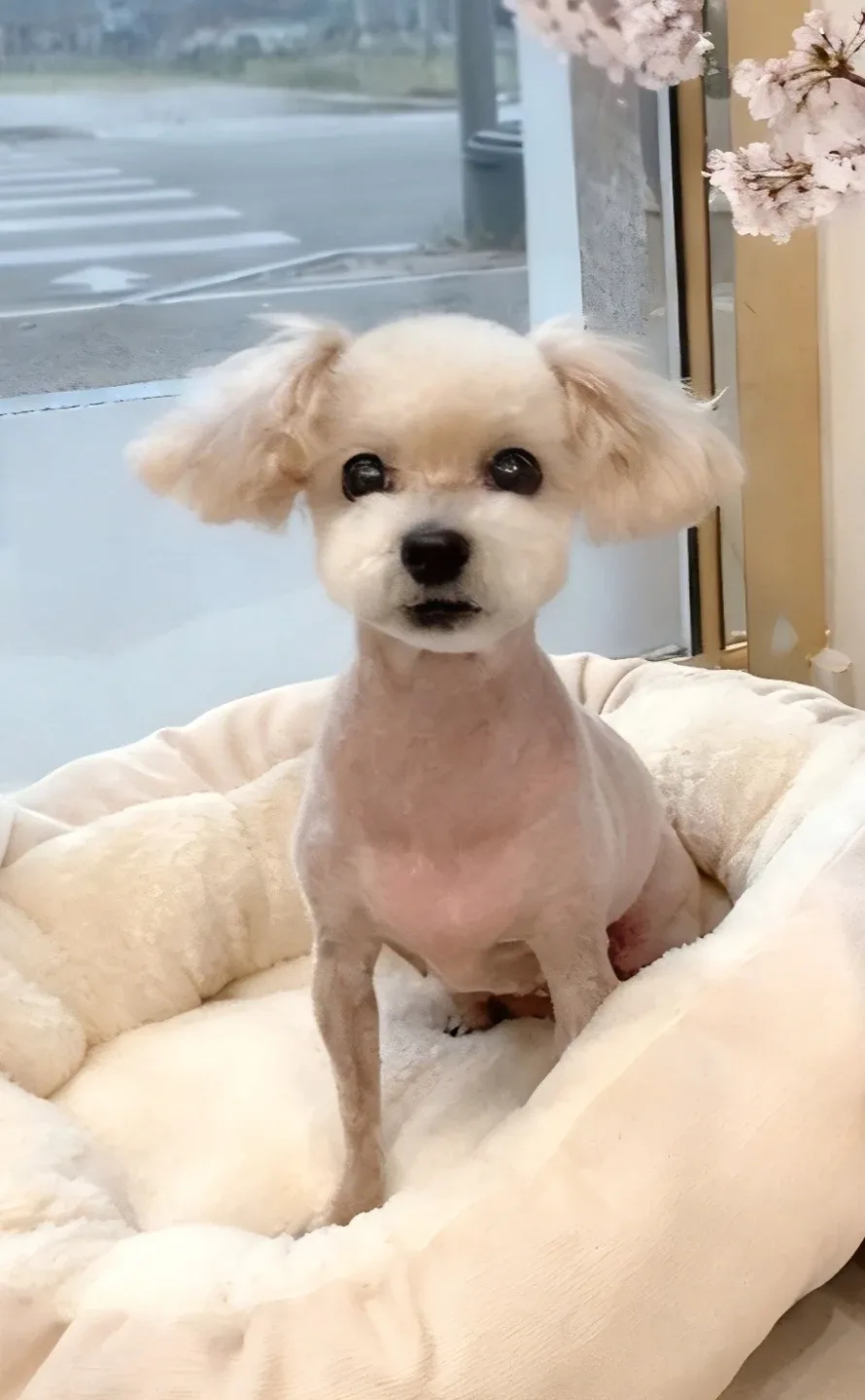 최고야