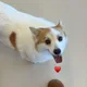 솜뭉치