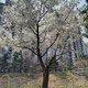 챠니