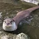 반짝이수달