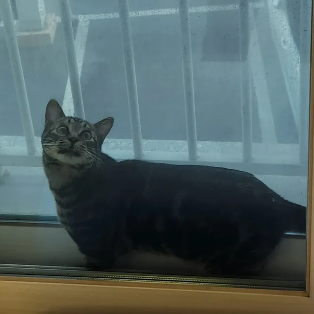 곽두팔