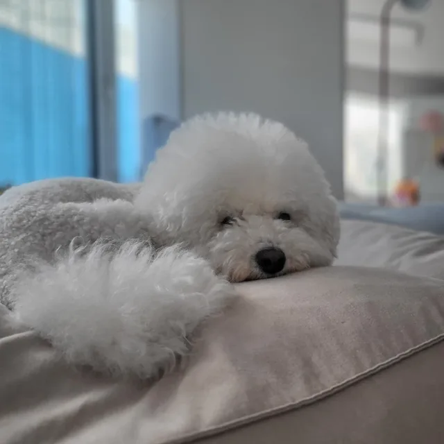 클로이