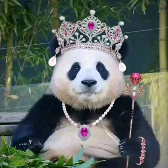 내꿈은푸바오
