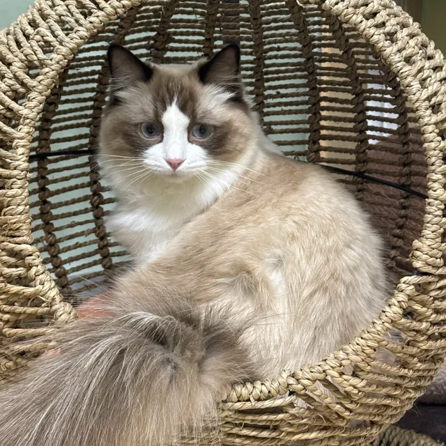 냥냥
