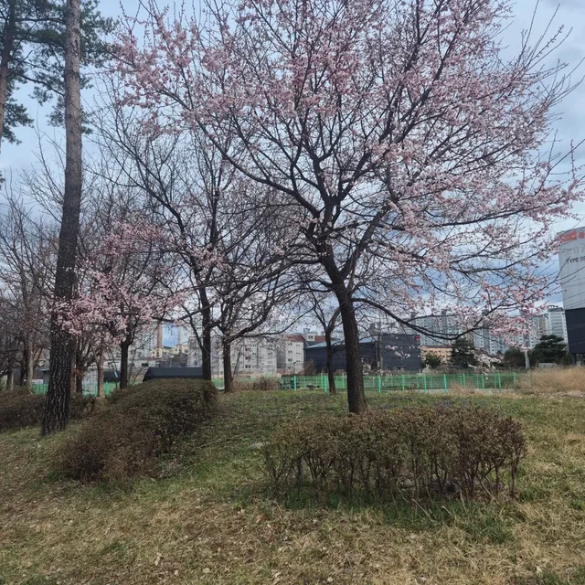 똥개