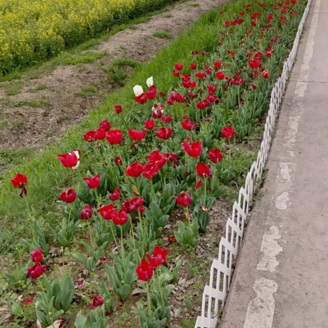 장미한송이