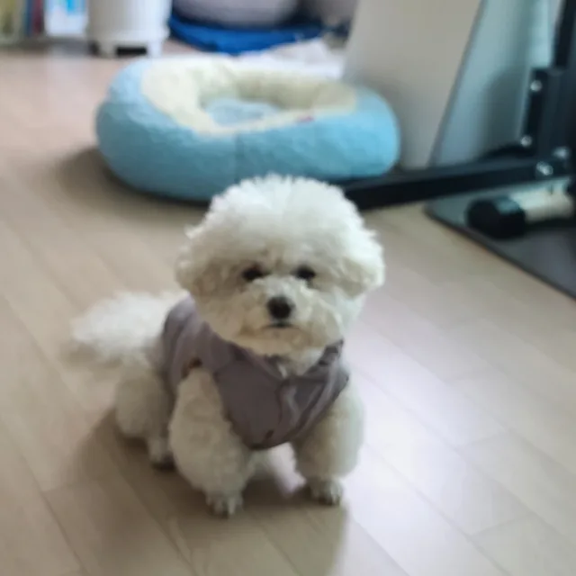핑구