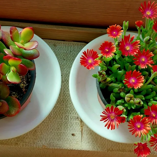 하모니