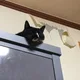 늑군