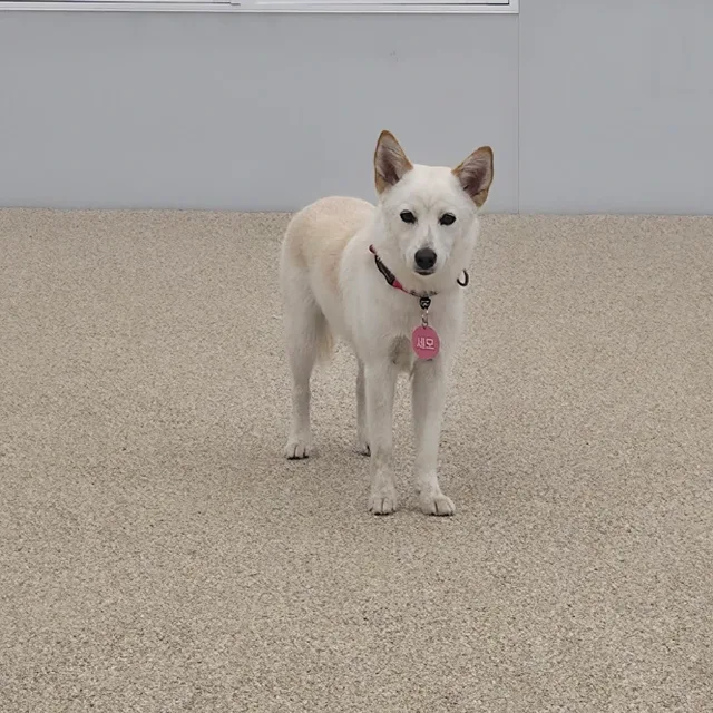 세모큰언니