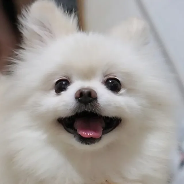 대우족발