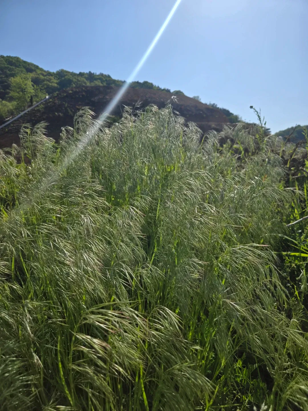 레모네