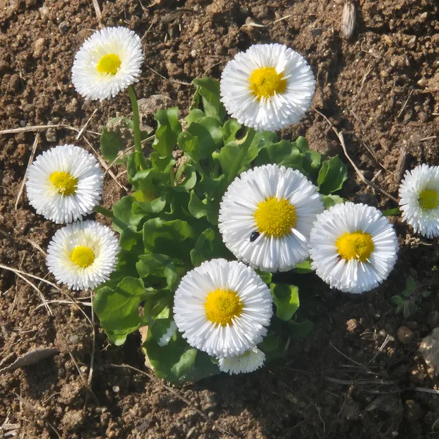 라니핑