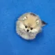 와와콩이뽀메루이