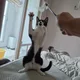 뚱냥이