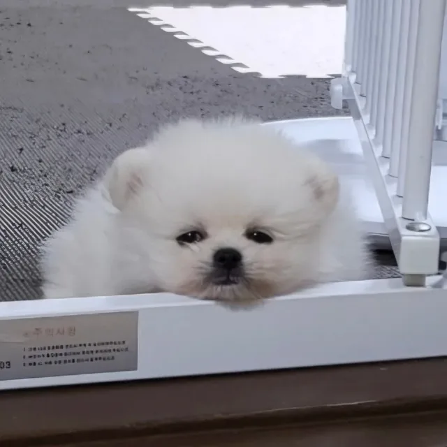 동몽이